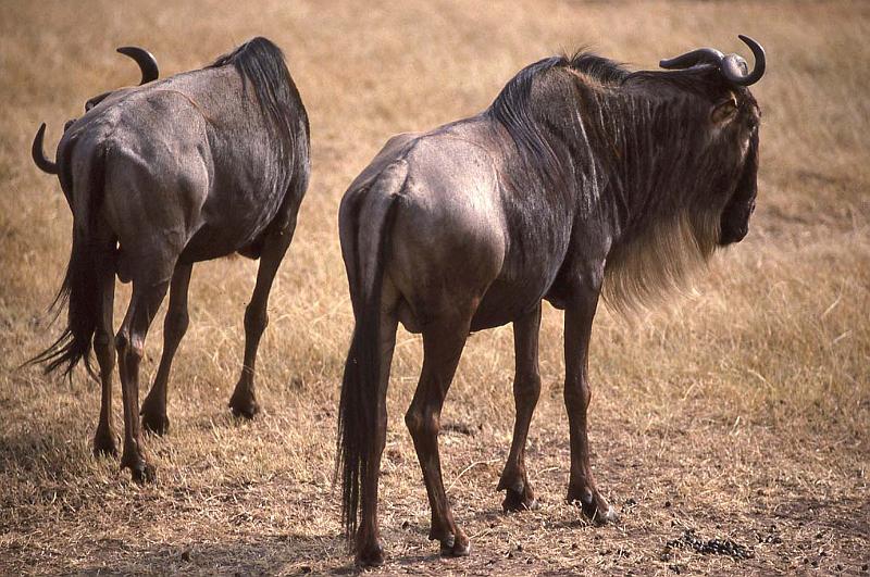 WT 1400 194-28 Kenya.jpg